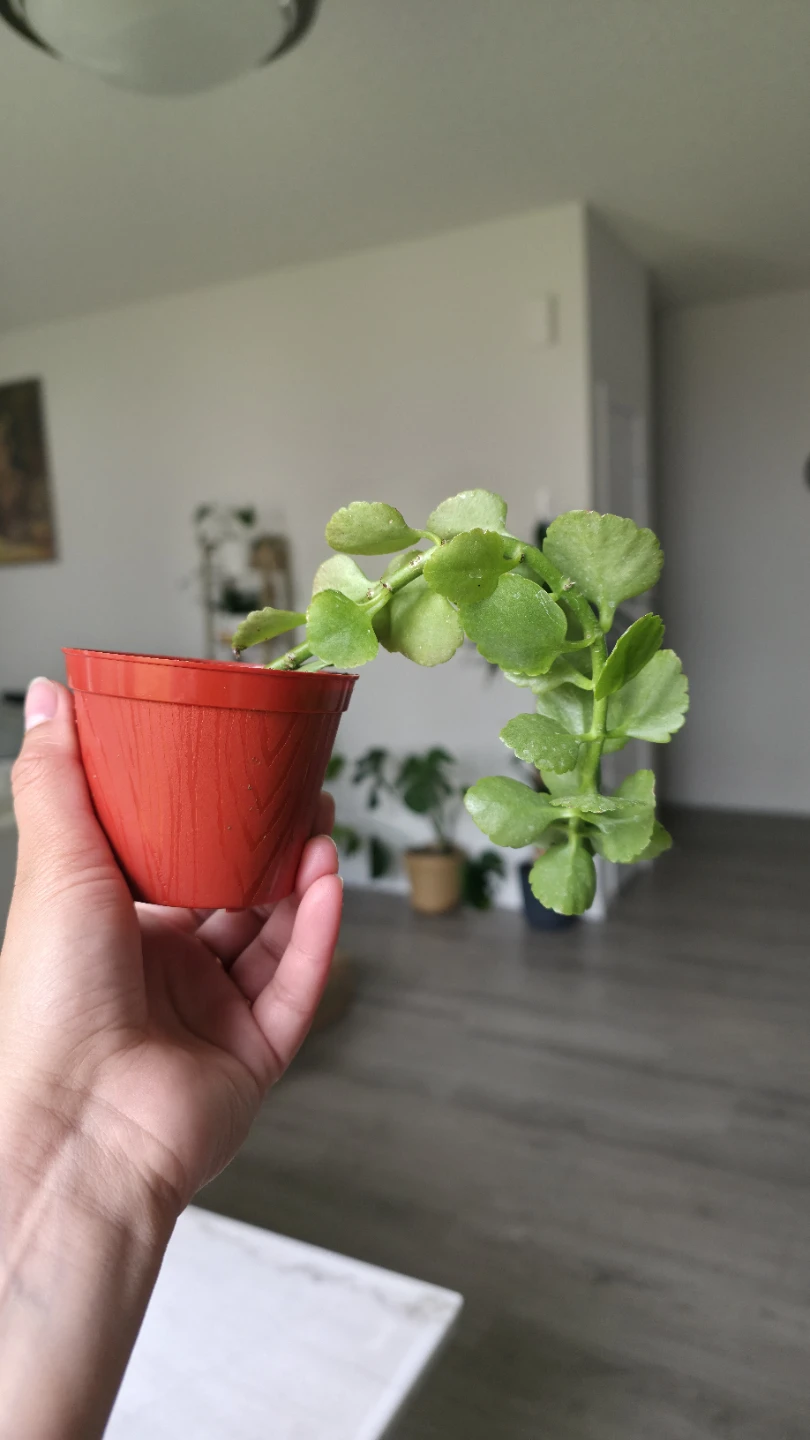 Trailing Houseplant Plants for sale ( Indoor ) - photo 3