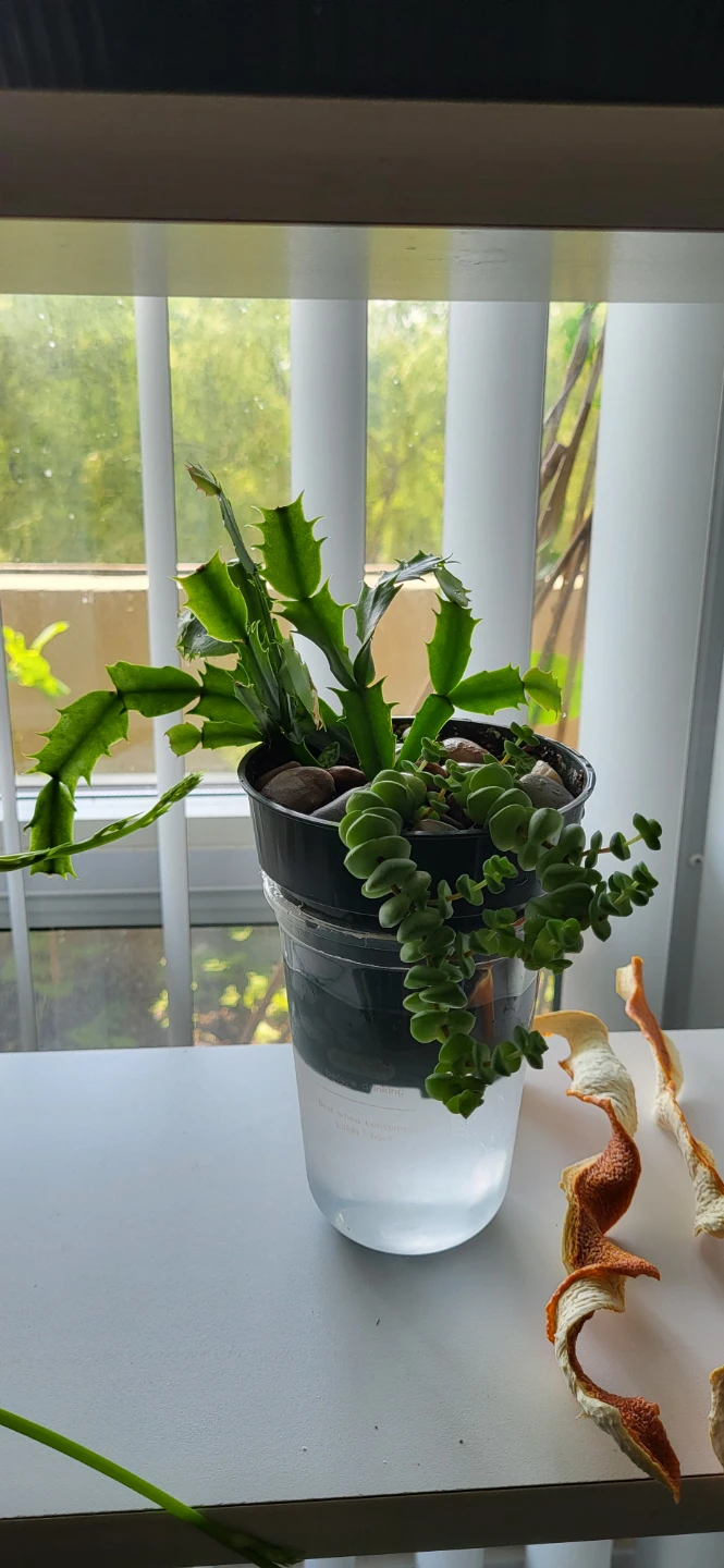 Crassula marinela & Christmas Cactus (Pink)