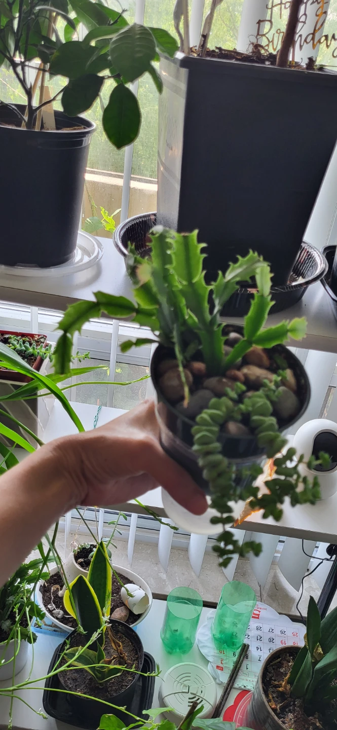 Crassula marinela & Christmas Cactus (Pink) - photo 2