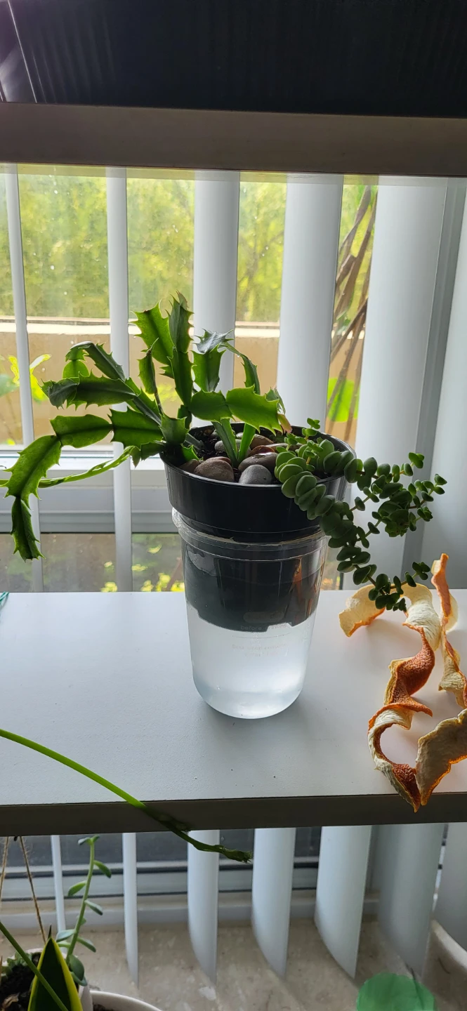 Crassula marinela & Christmas Cactus (Pink) - photo 3