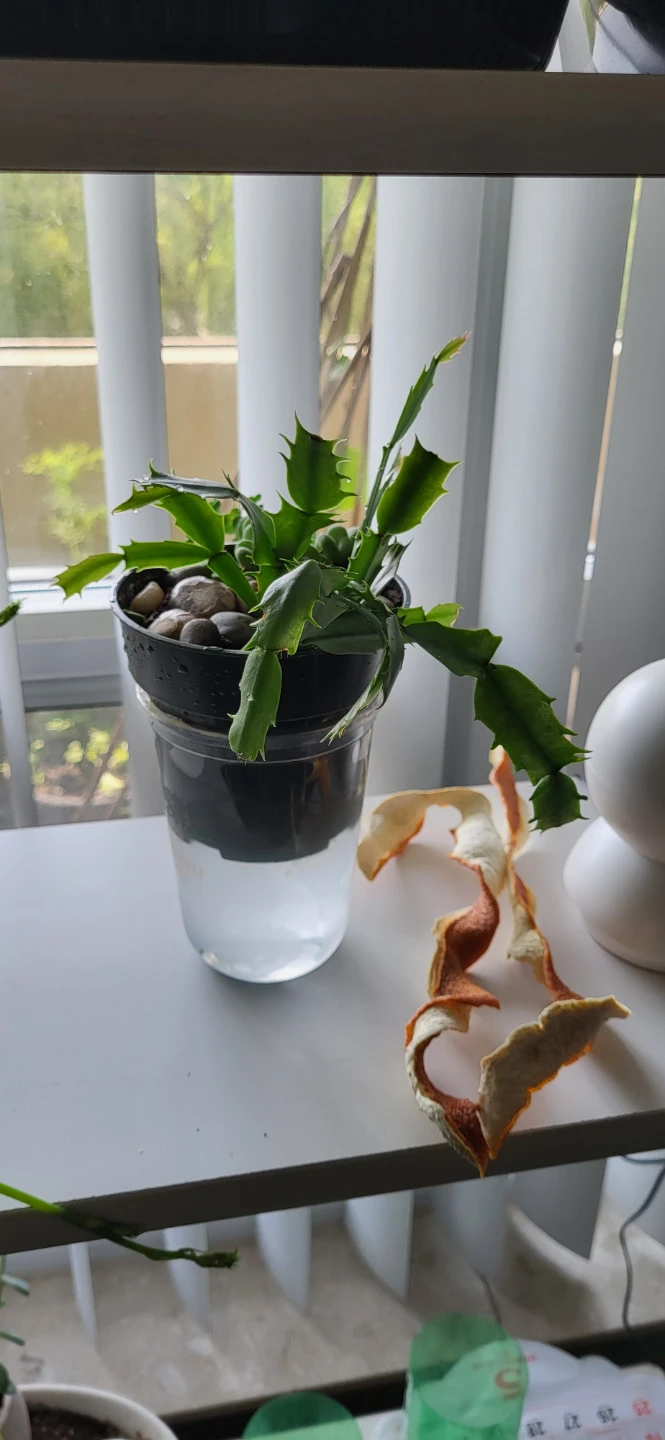 Crassula marinela & Christmas Cactus (Pink) - photo 4