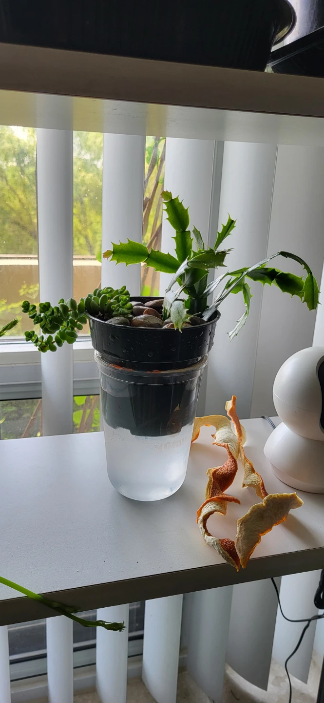 Crassula marinela & Christmas Cactus (Pink) - photo 5