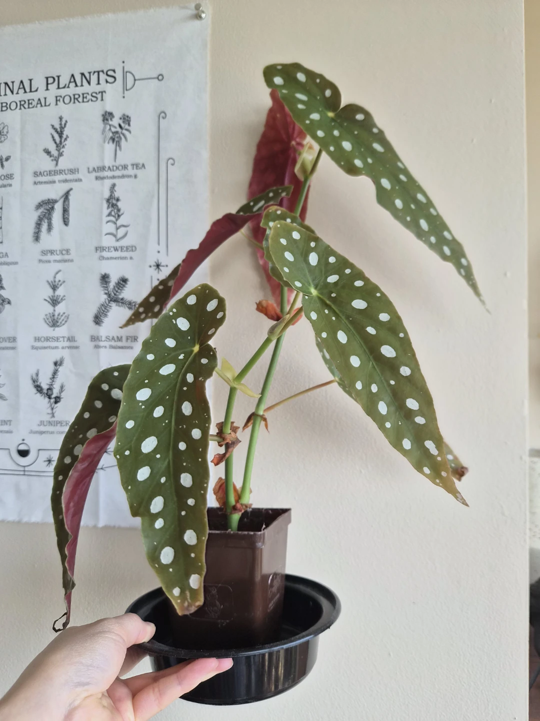 Begonia Maculata Plant 19"