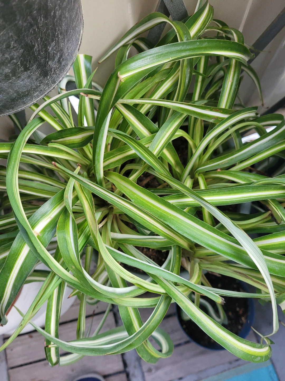 ⚽ Spider Plant - photo 3
