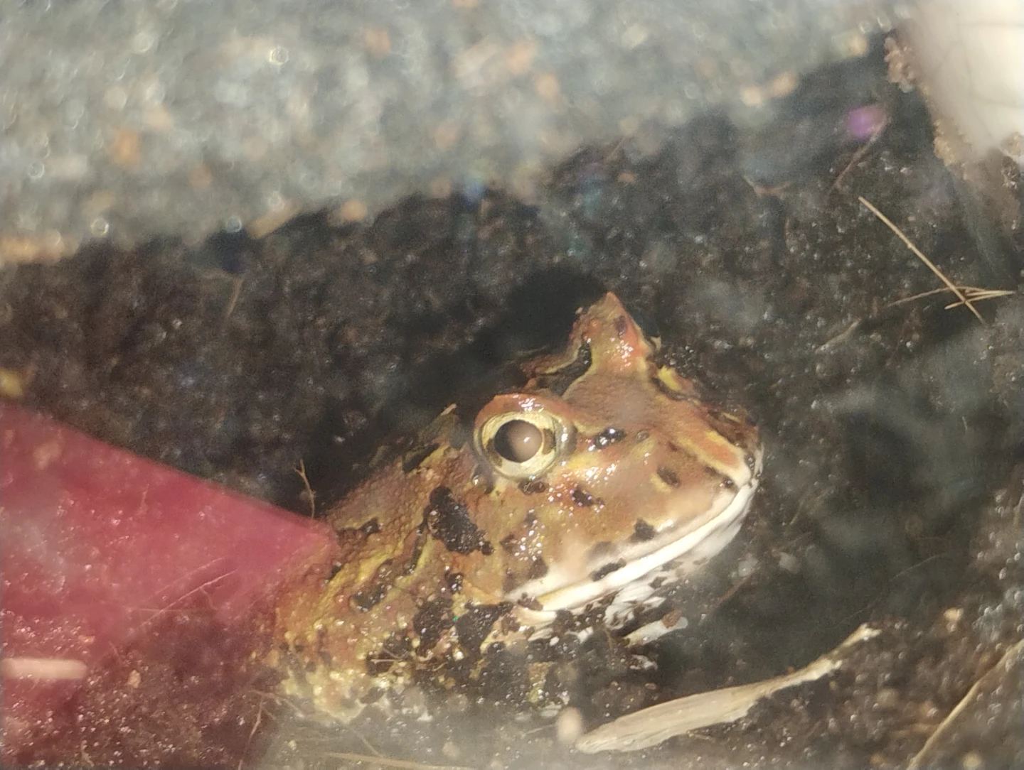 Pacman Frogs 10 gallon tank