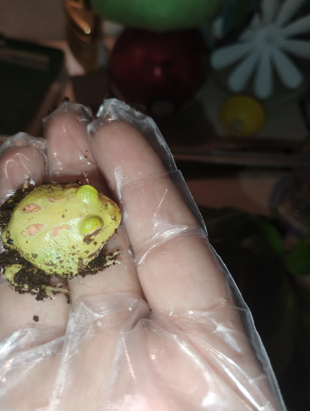 Pacman Frogs 10 gallon tank - photo 3