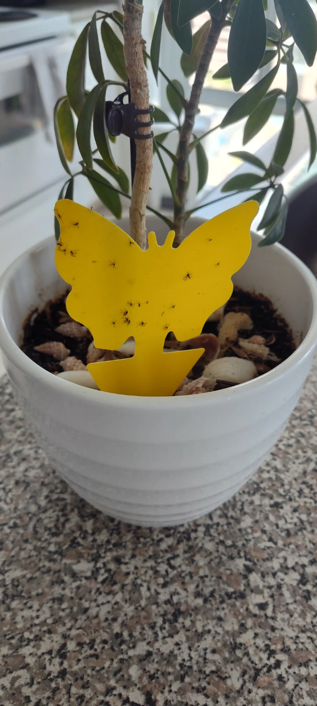 Butterfly Sticky Traps for Indoor Plants (6 Count)