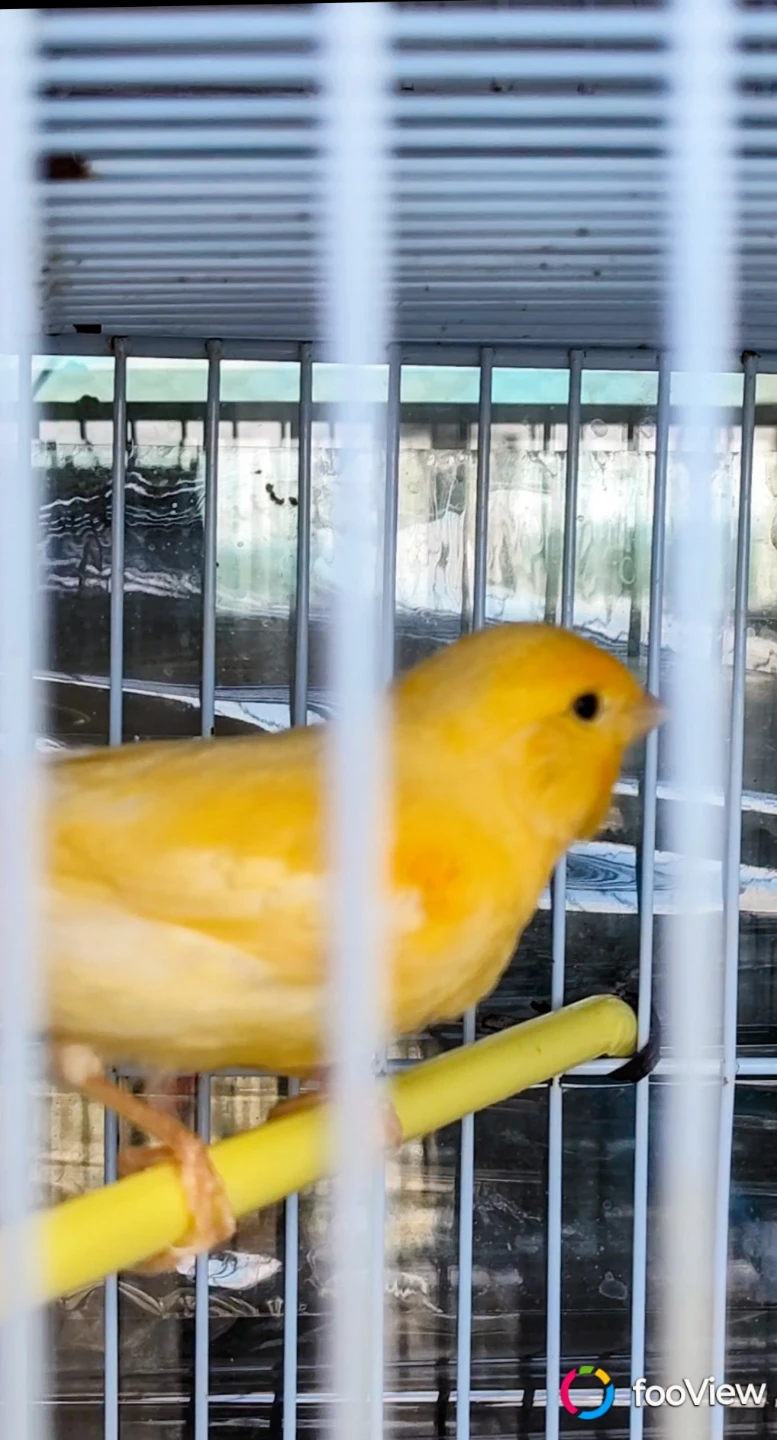 Canary male