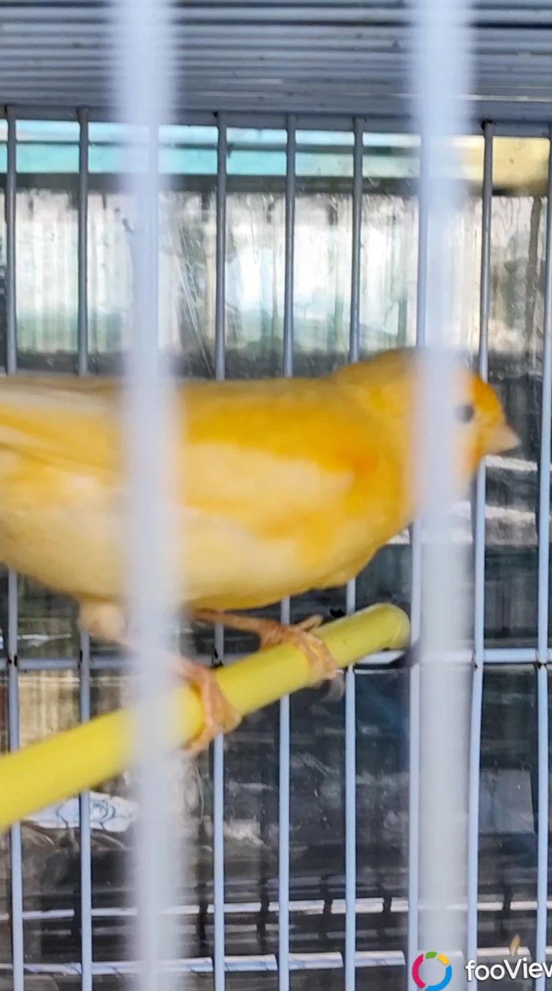 Canary male - photo 2