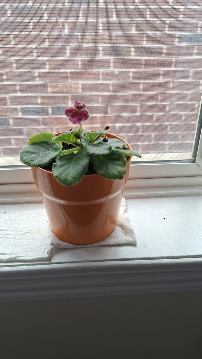 African Violet Plant in orange pot