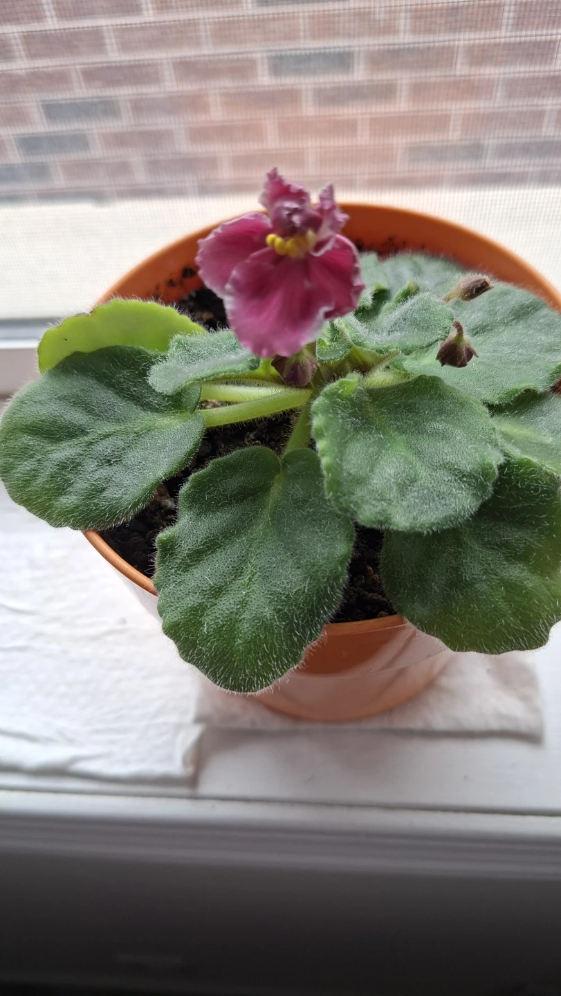 African Violet Plant in orange pot - photo 2