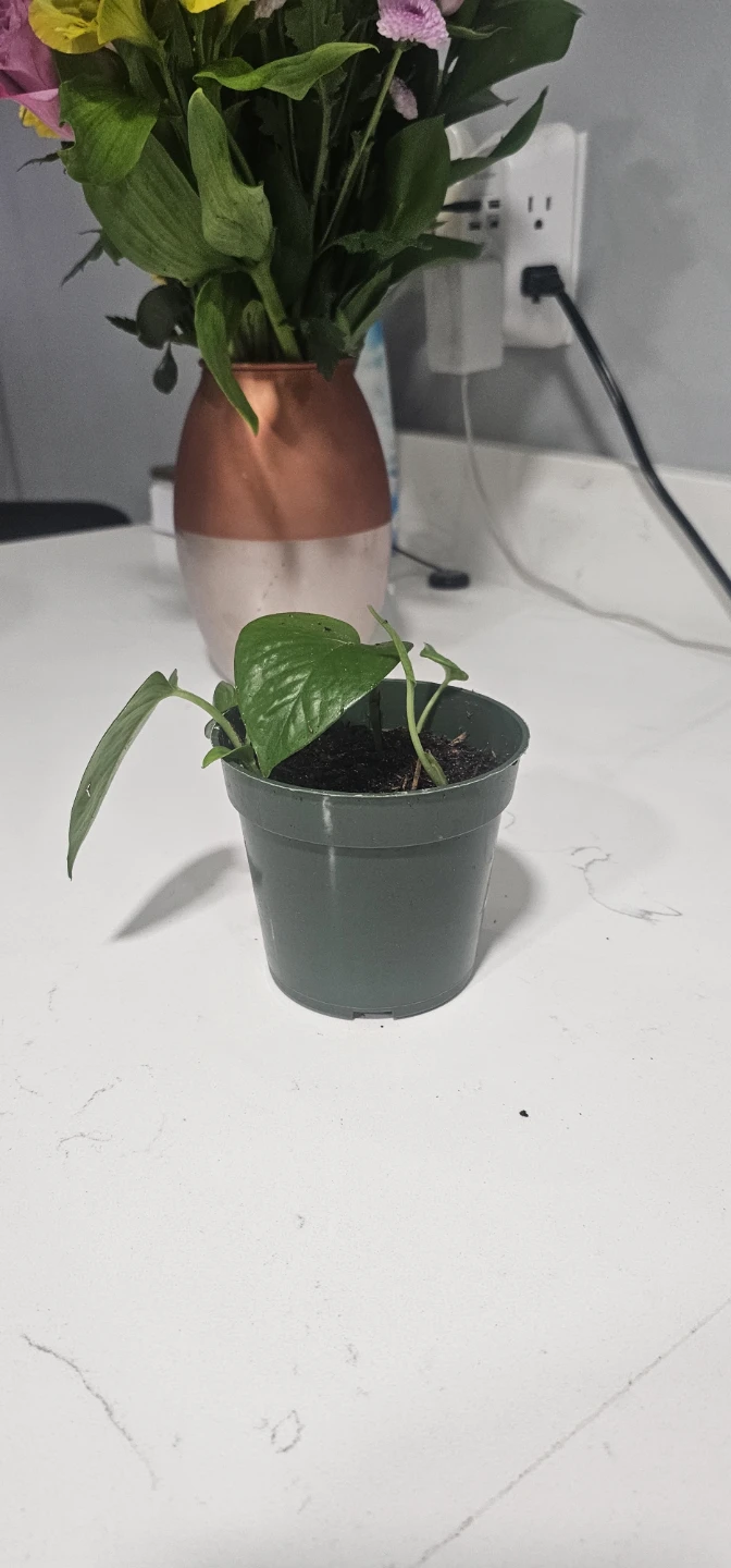 Pothos Plant in Pot