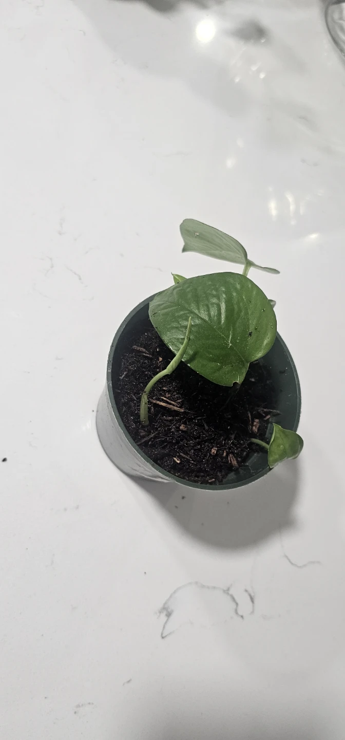 Pothos Plant in Pot - photo 2