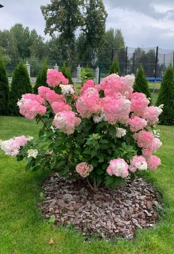 🩷 Special Hydrangeas
