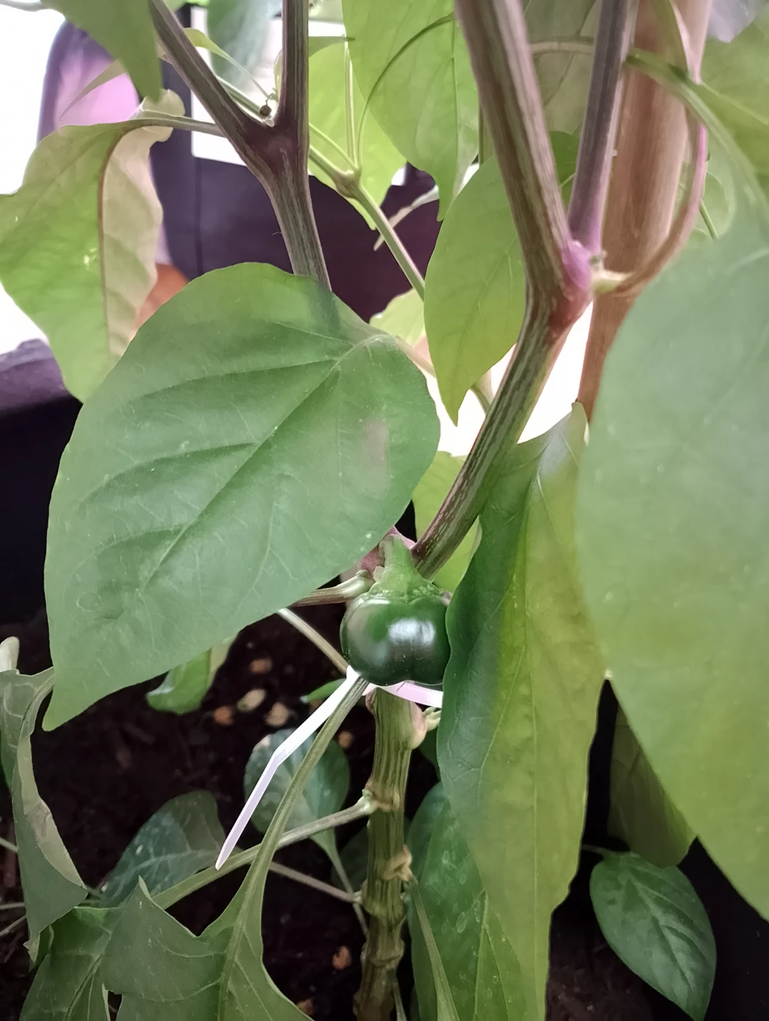 Grow Bag with Bell Pepper + Sweet Marjoram + Garlic Chive - photo 2