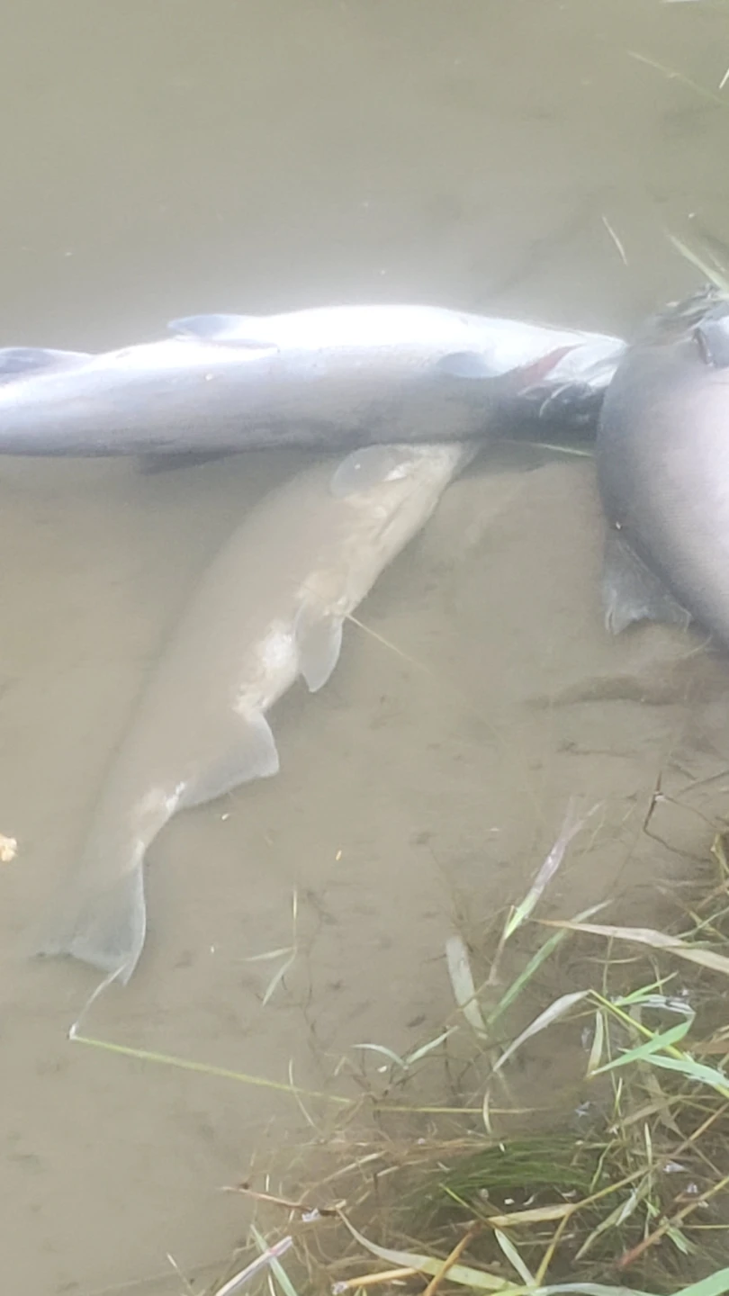 Fresh Fish in Water