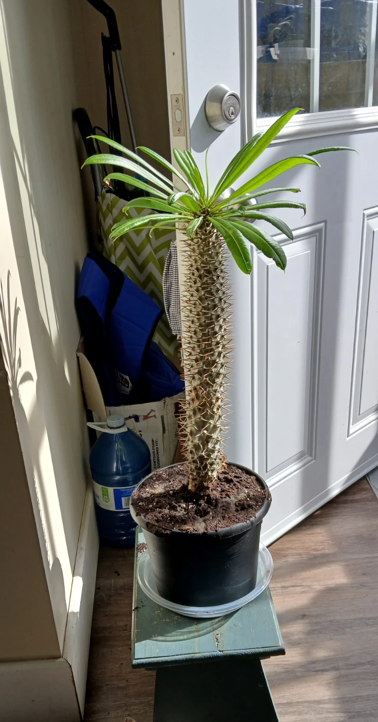 Madagascar Palm (Pachypodium lamerei) - Monster Plant! - photo 3