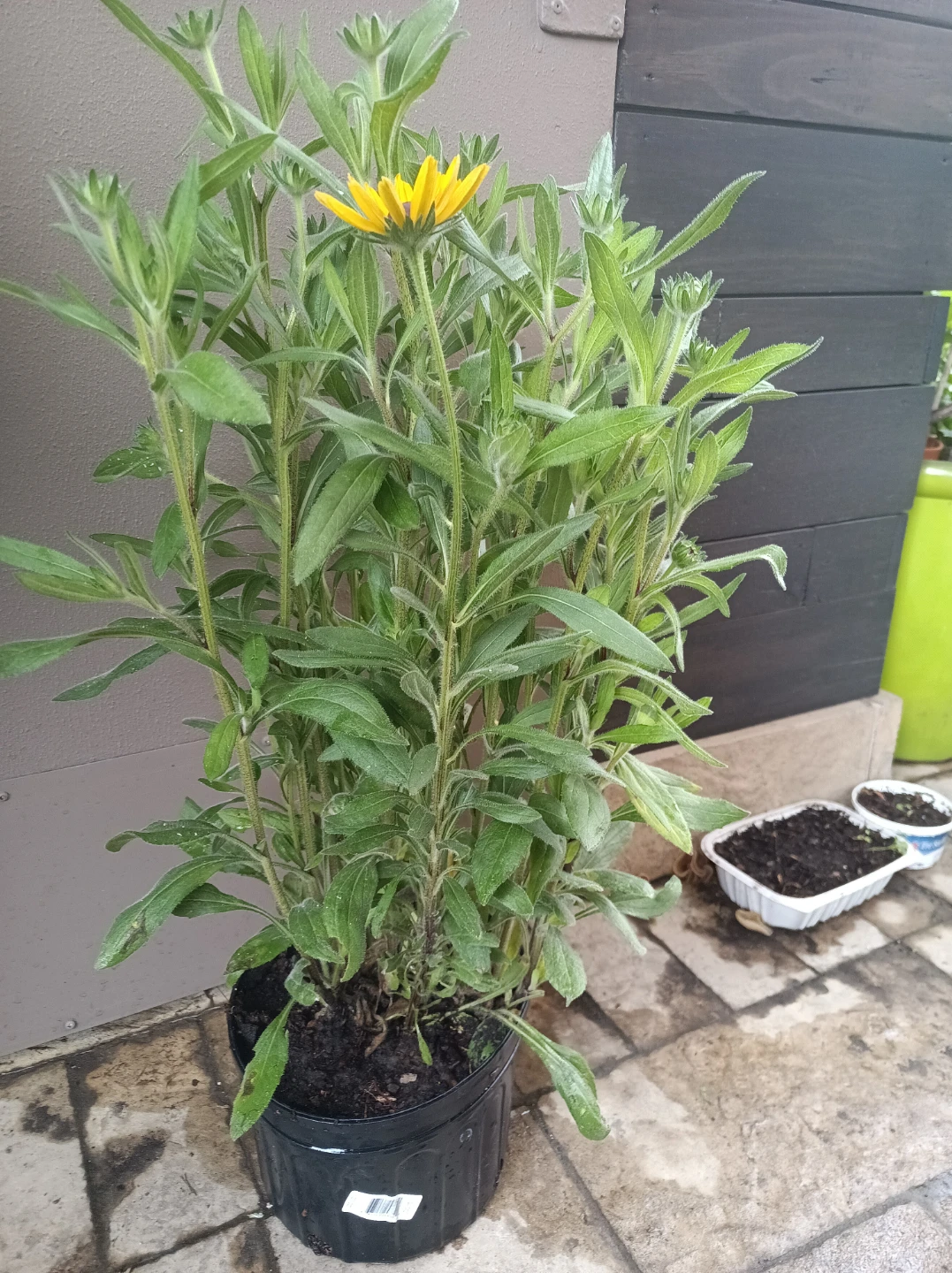Black-Eyed Susan Plant - photo 4