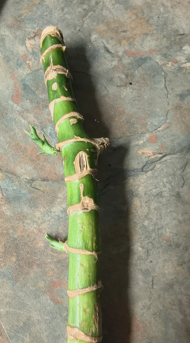 Green plant cutting with new growth