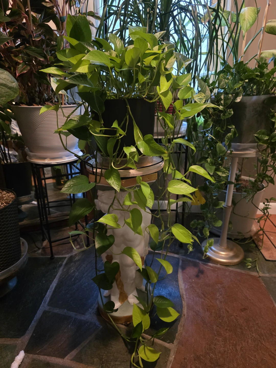 Pothos Frankenpot, Jade, Neon, Golden and Marble Queen - photo 2