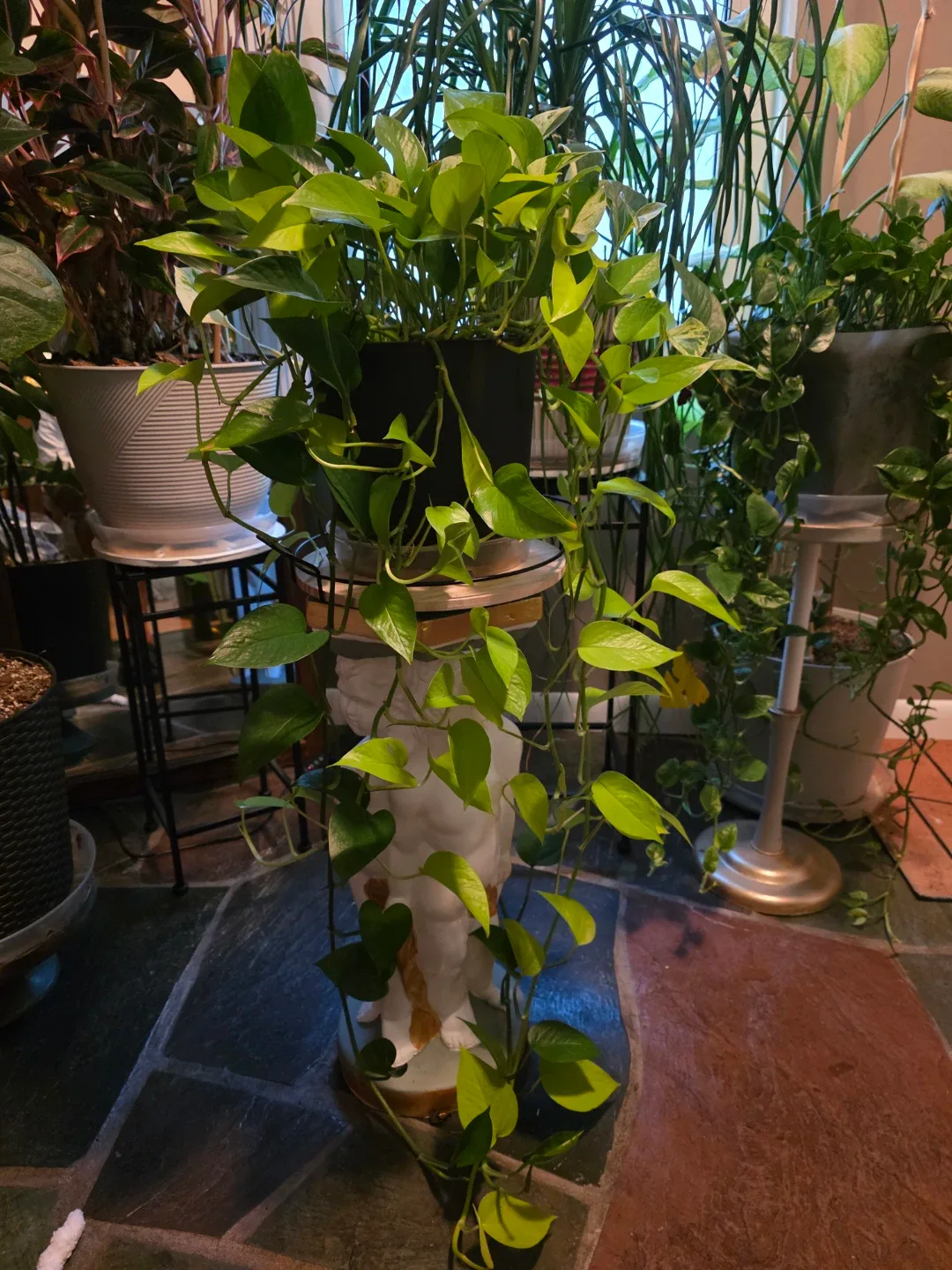 Pothos Frankenpot, Jade, Neon, Golden and Marble Queen - photo 2