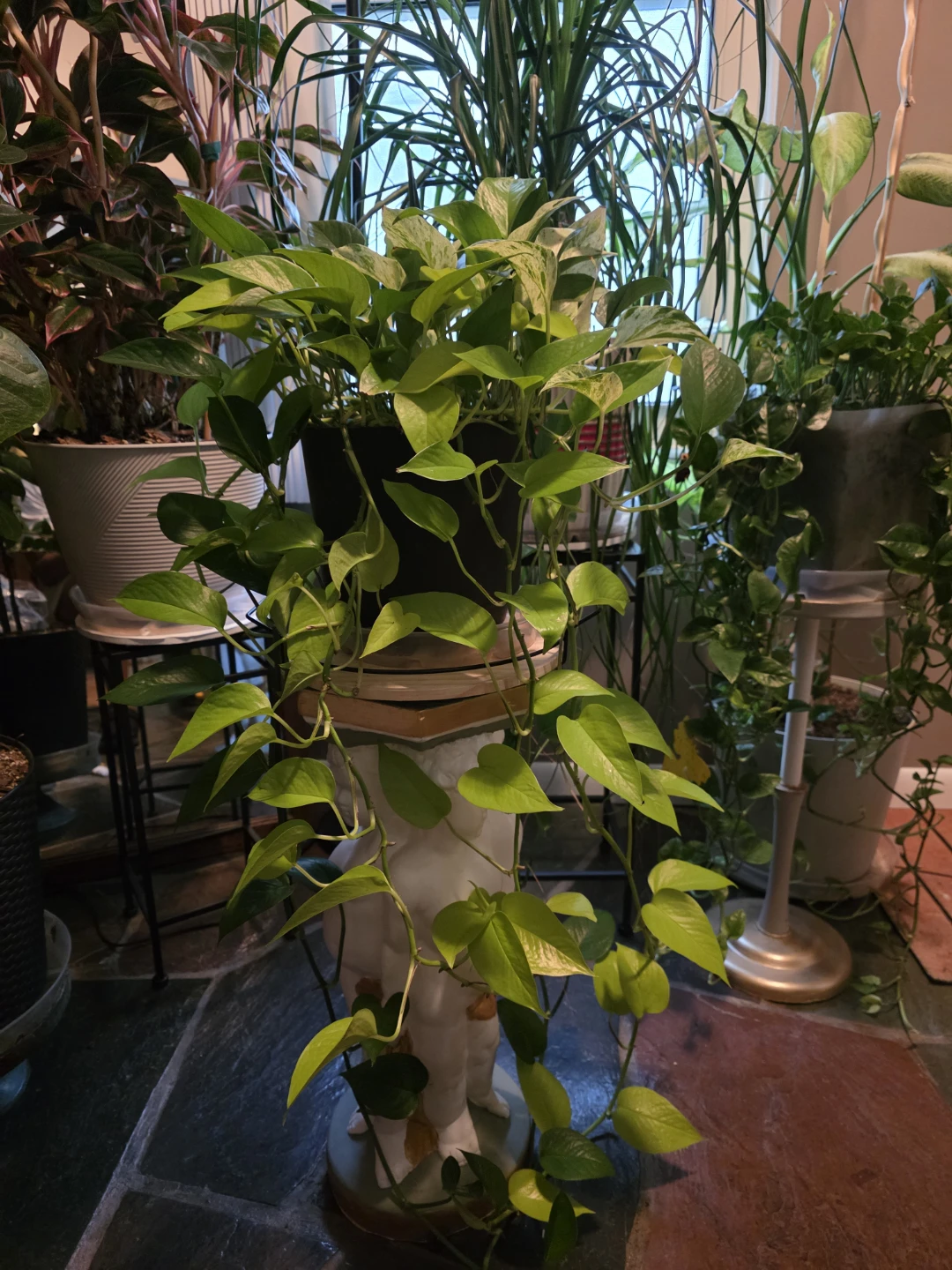 Pothos Frankenpot, Jade, Neon, Golden and Marble Queen - photo 3