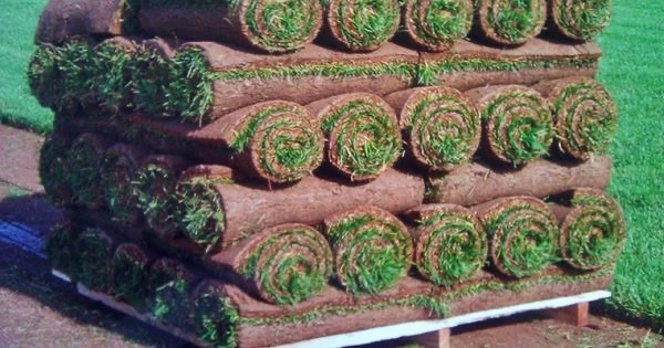 Fresh Sod Rolls Kentucky Bluegrass - photo 2