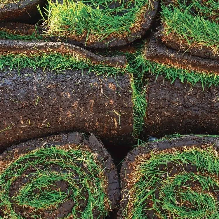 Fresh Sod Rolls Kentucky Bluegrass - photo 3