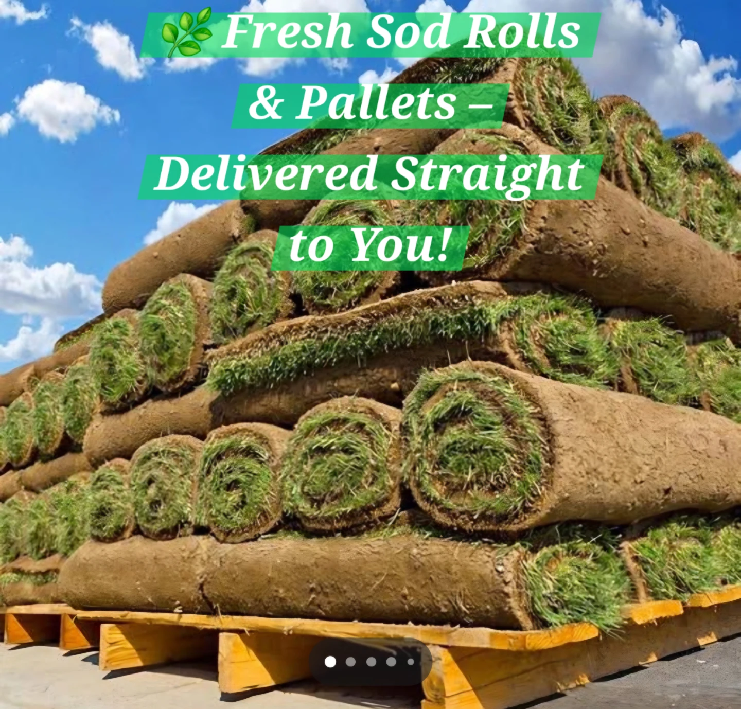 Fresh Sod Rolls Kentucky Bluegrass - photo 5