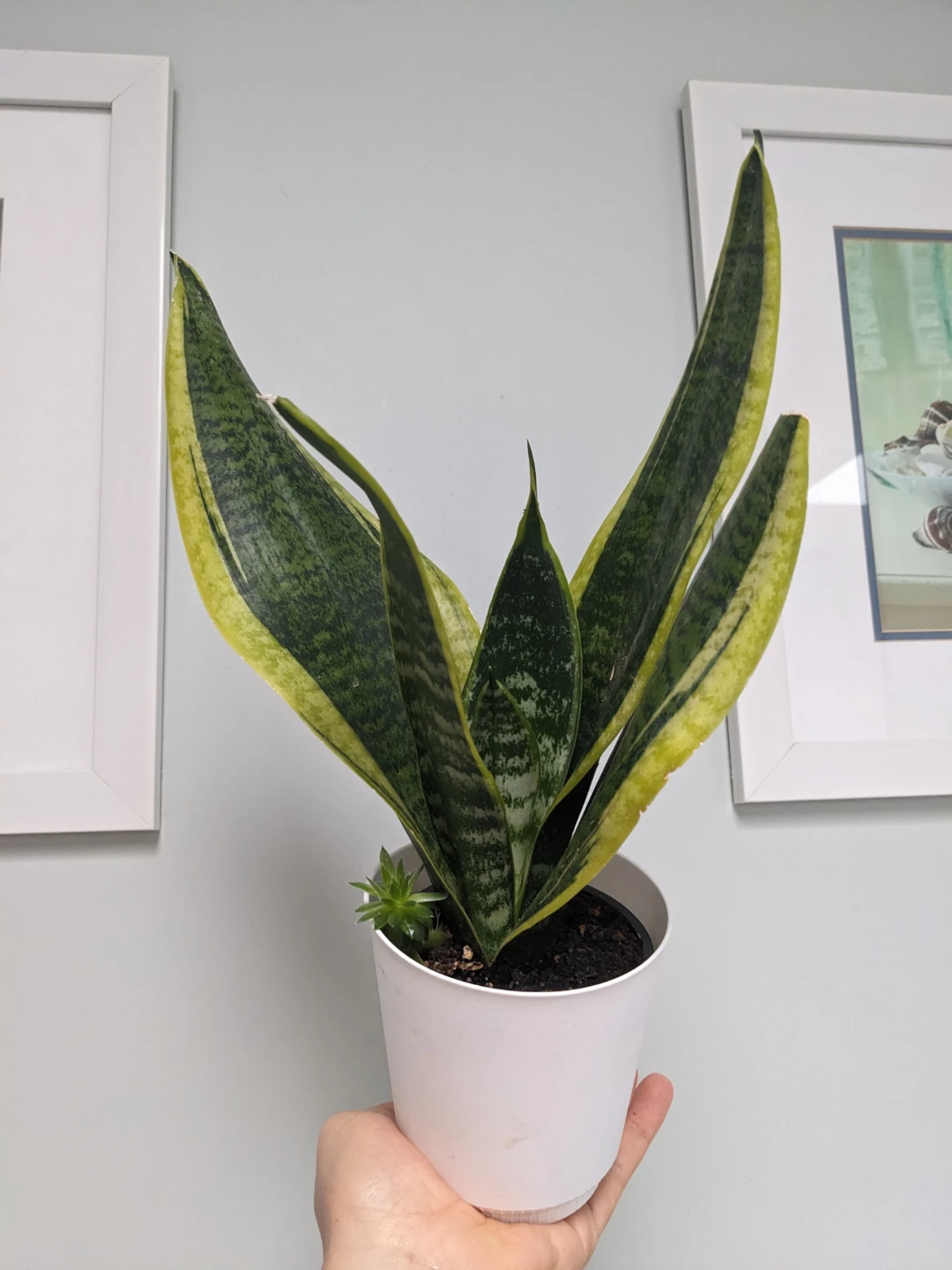 Assorted House/ Indoor Plants - photo 3
