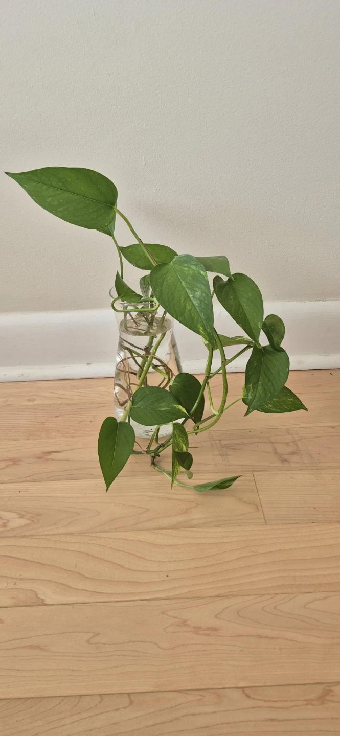House plants for sale - photo 3