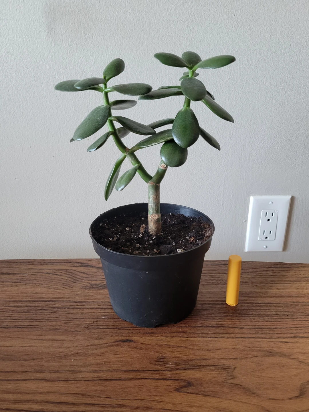 Healthy jade plant