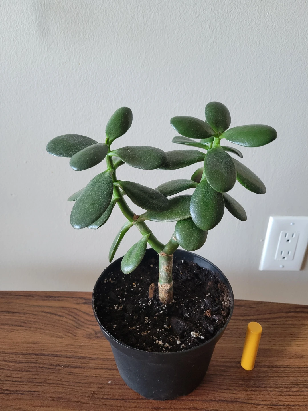 Healthy jade plant - photo 2
