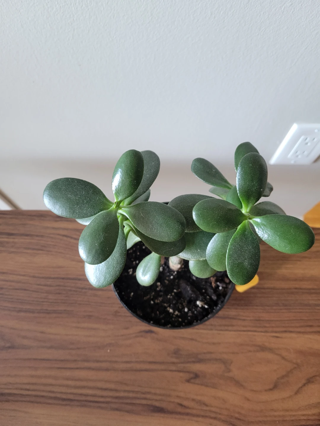 Healthy jade plant - photo 3