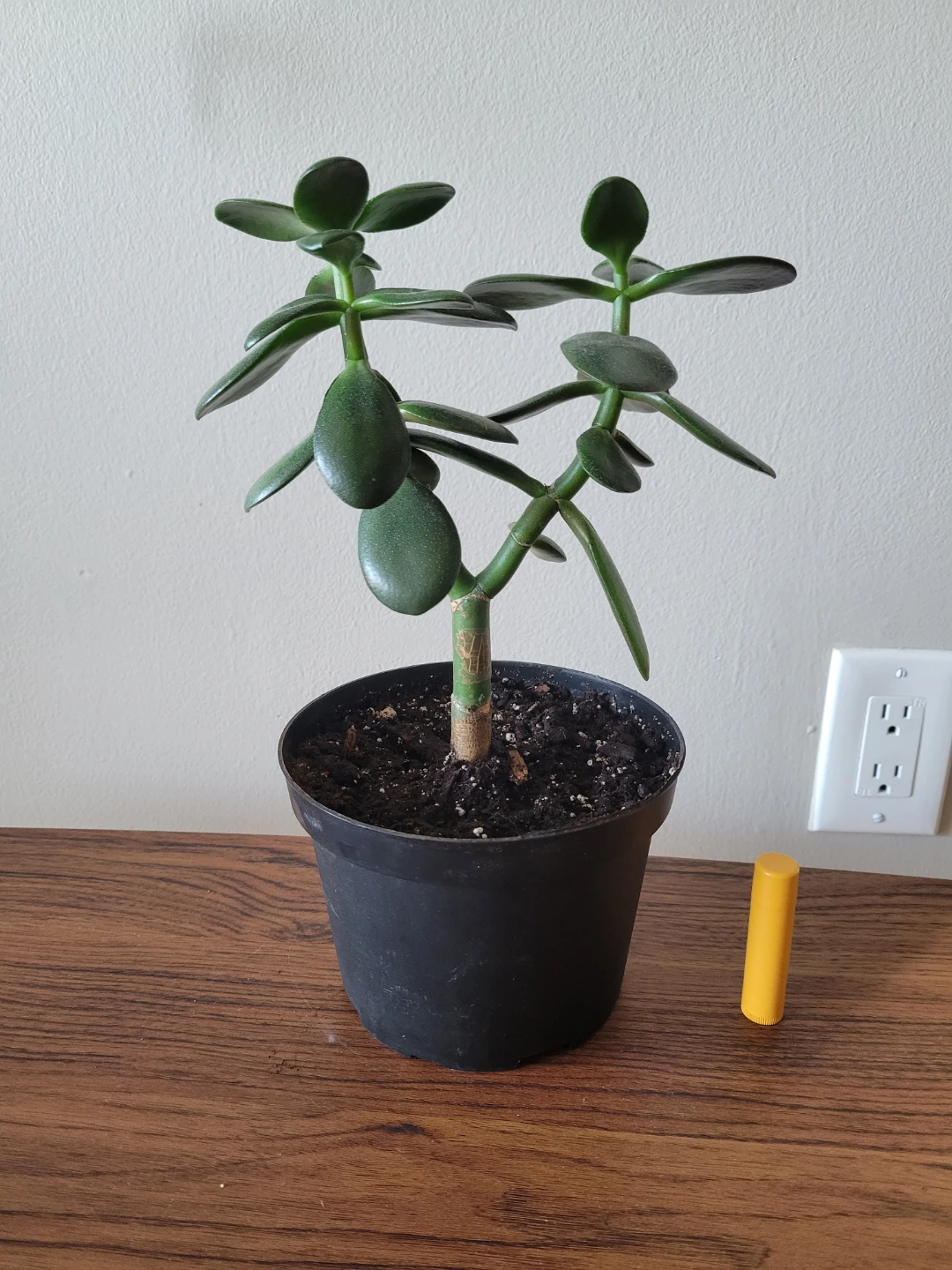 Healthy jade plant - photo 4
