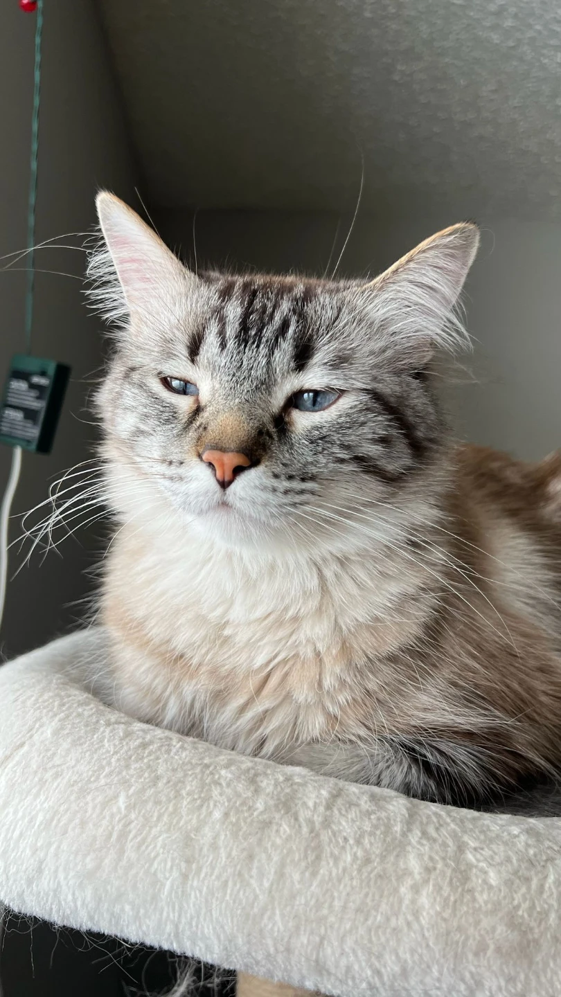 Urgent Rehoming Cat - photo 3