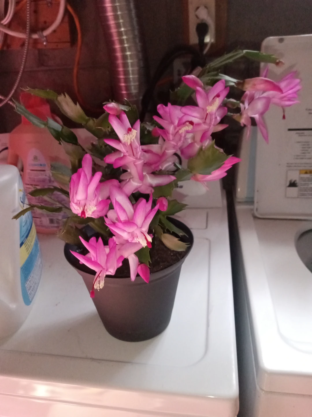 Crab cactus - photo 3