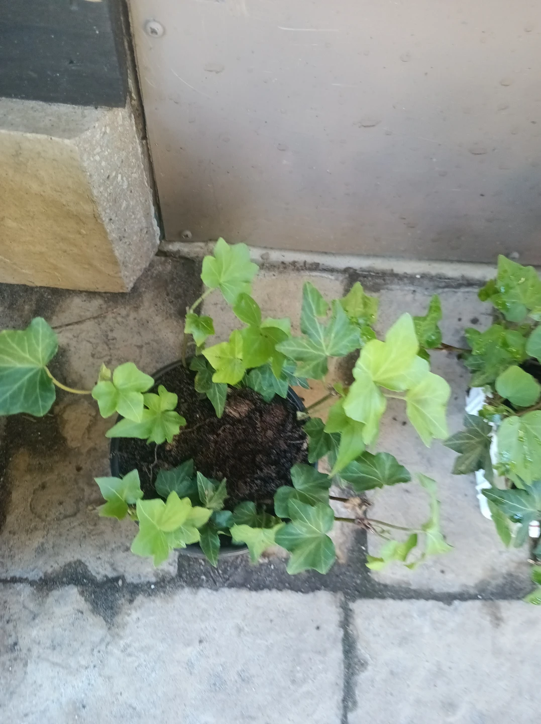 Inglis ivy - photo 2