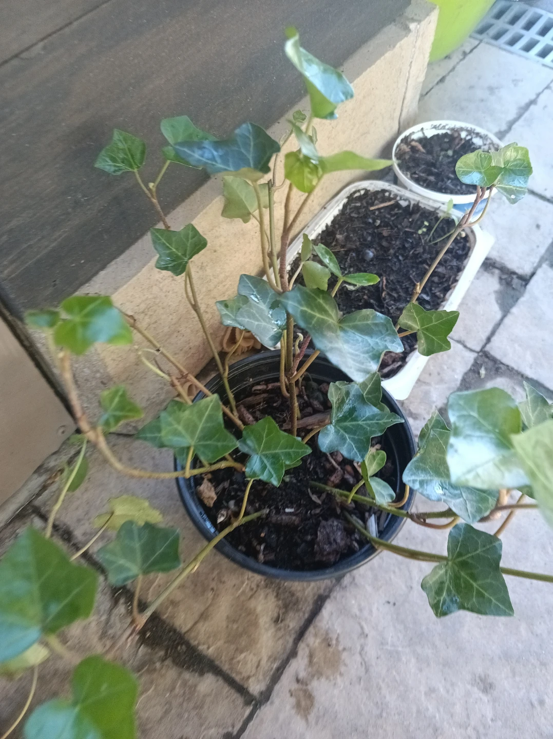 Inglis ivy - photo 4