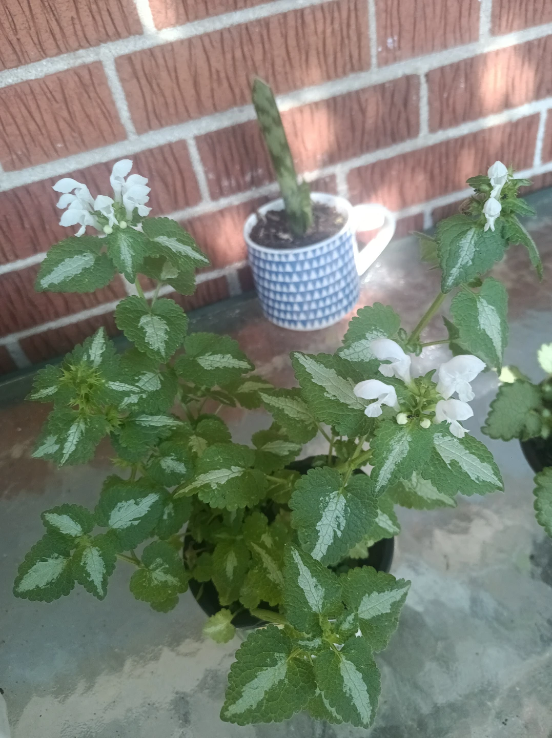 Lamium plants
