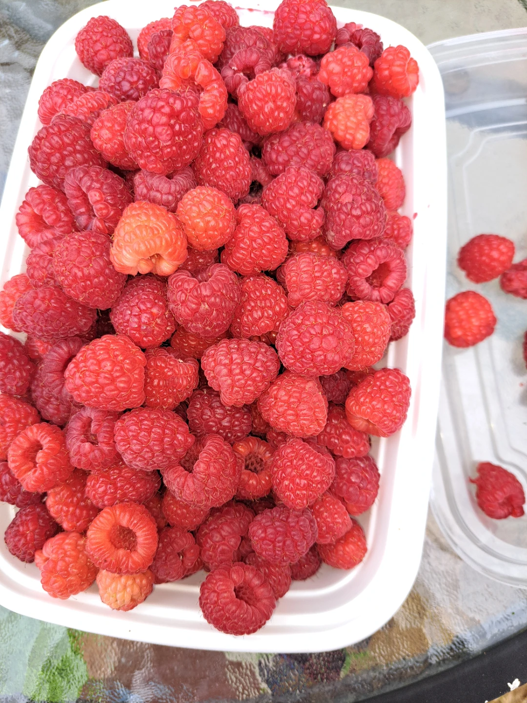 Raspberry Plants starting @$10 - photo 4