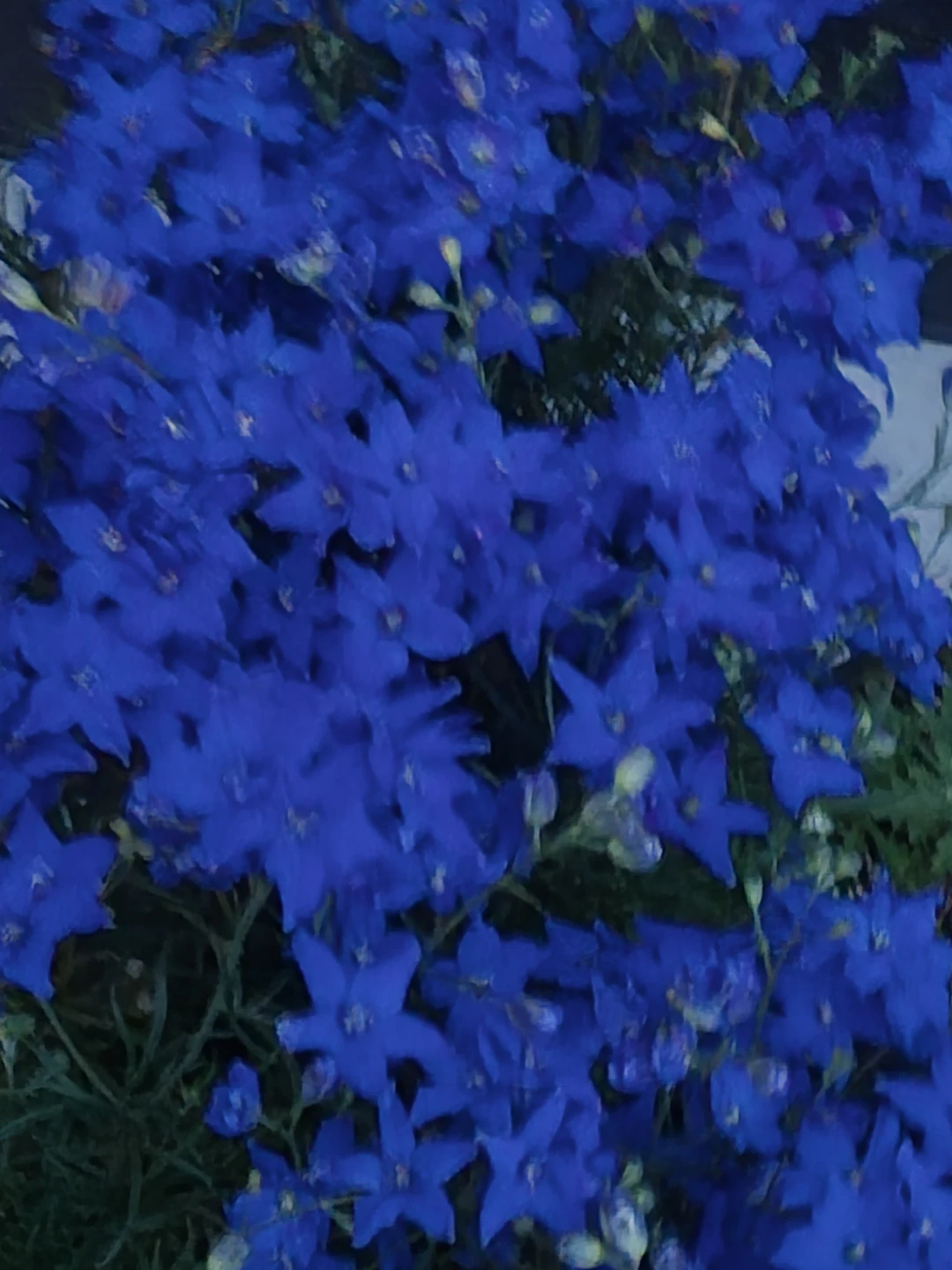 Larkspur Diamonds Blue  1.5 gallon pot