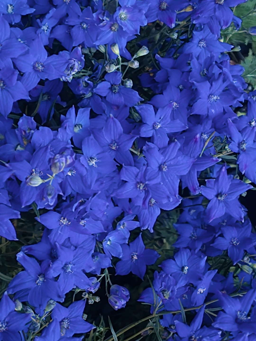 Larkspur Diamonds Blue  1.5 gallon pot - photo 2