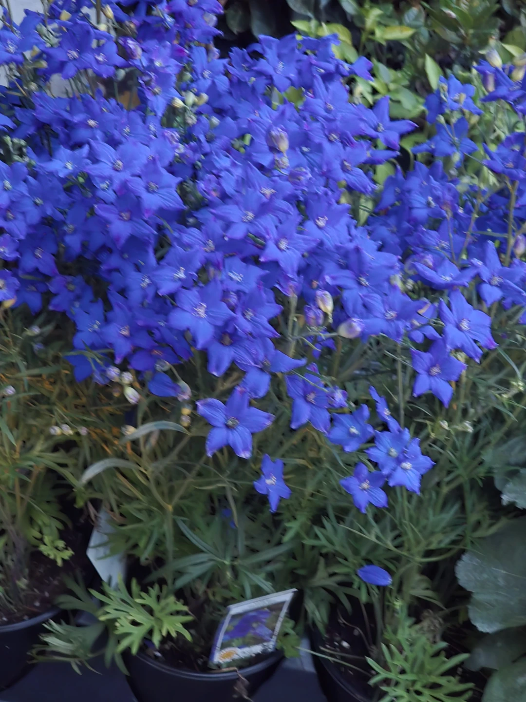 Larkspur Diamonds Blue  1.5 gallon pot - photo 3