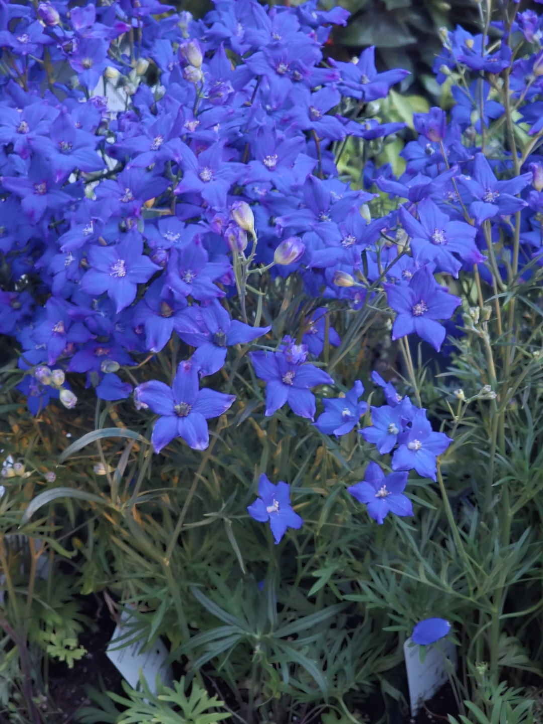 Larkspur Diamonds Blue  1.5 gallon pot - photo 4