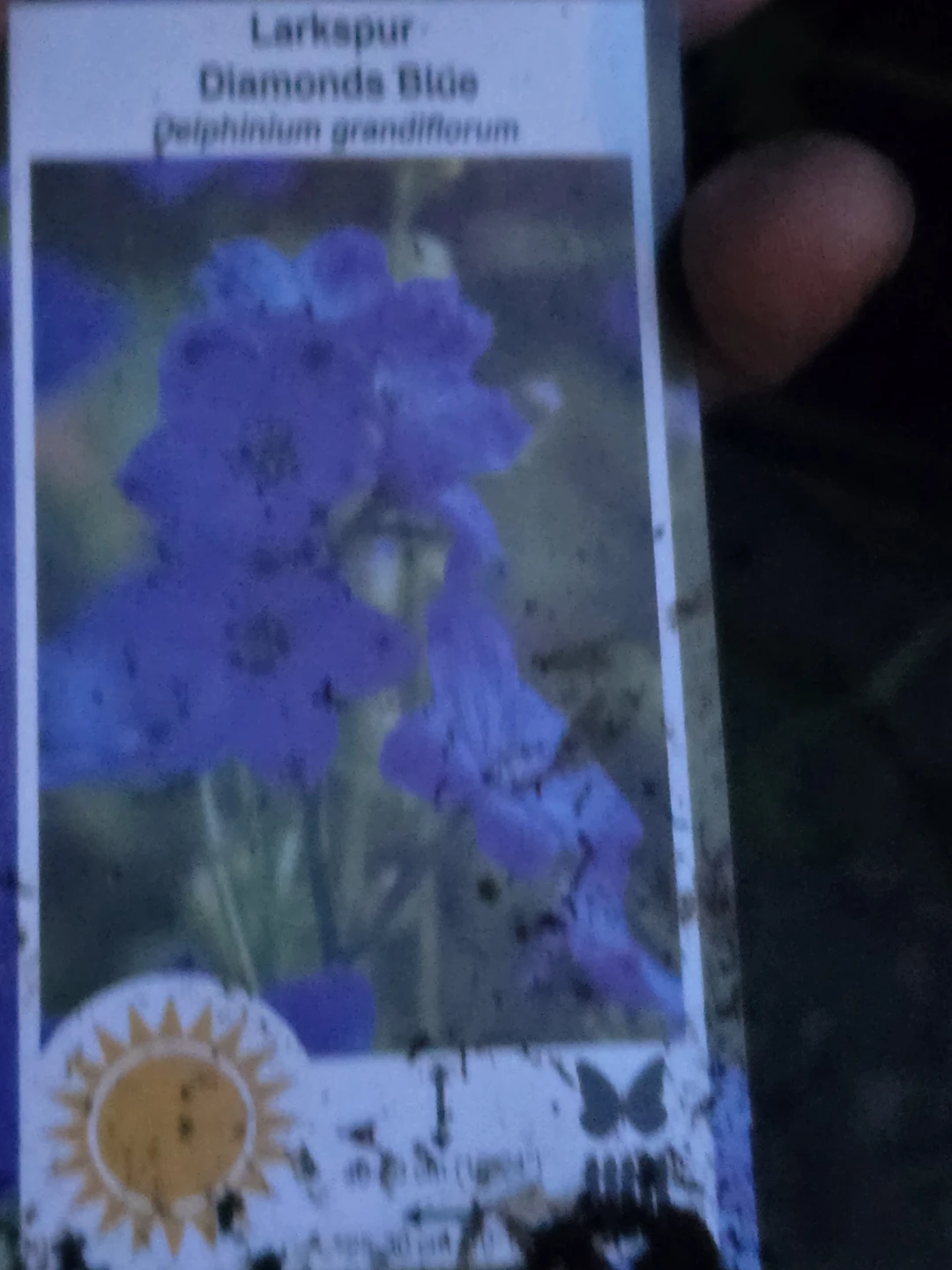 Larkspur Diamonds Blue  1.5 gallon pot - photo 5