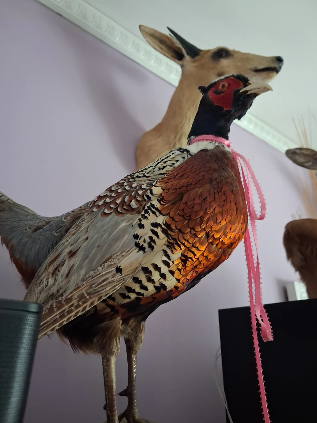 Taxidermy Pheasant Mounts - photo 2