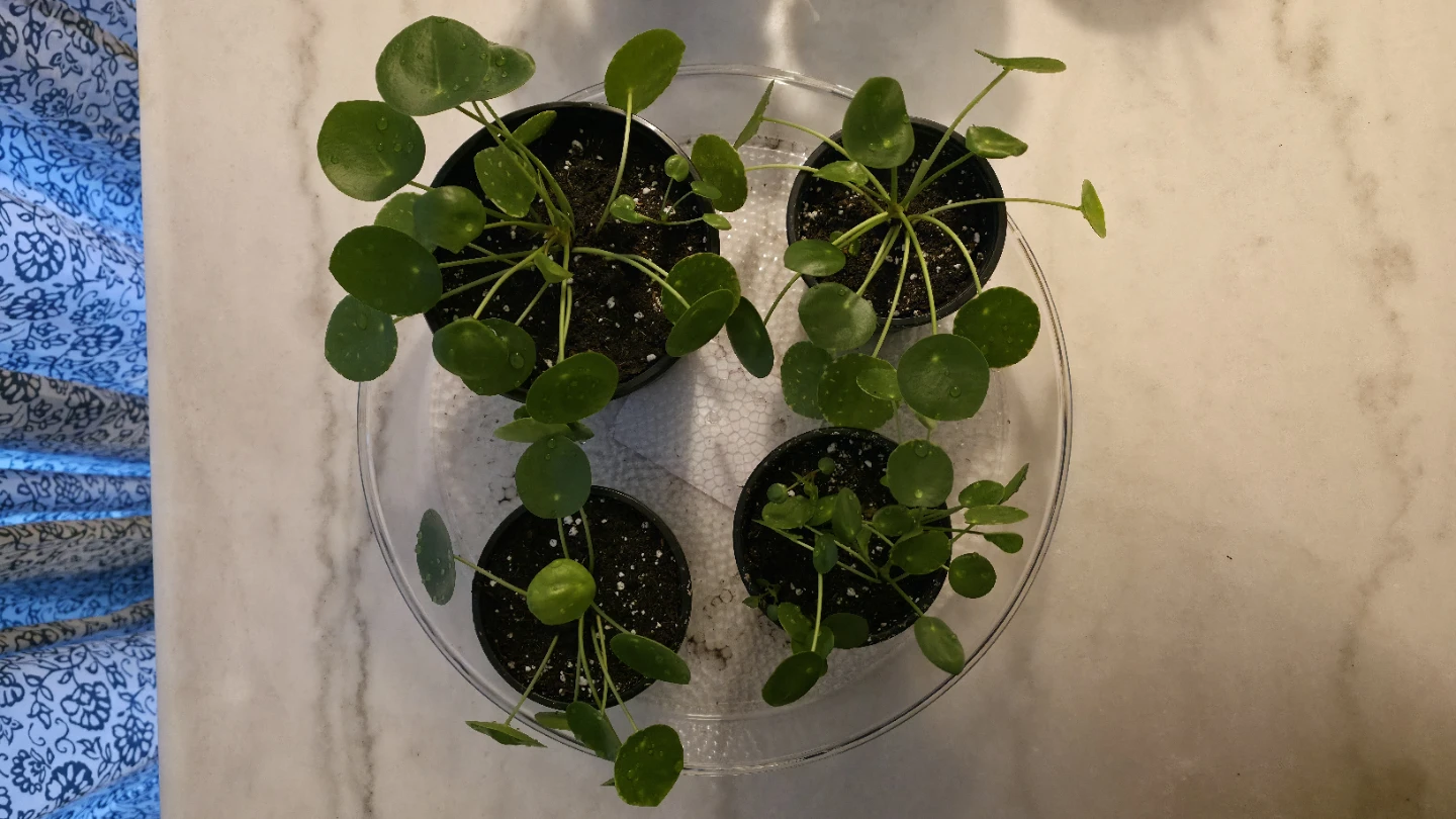 Pilea Peperomioides Plant for sale