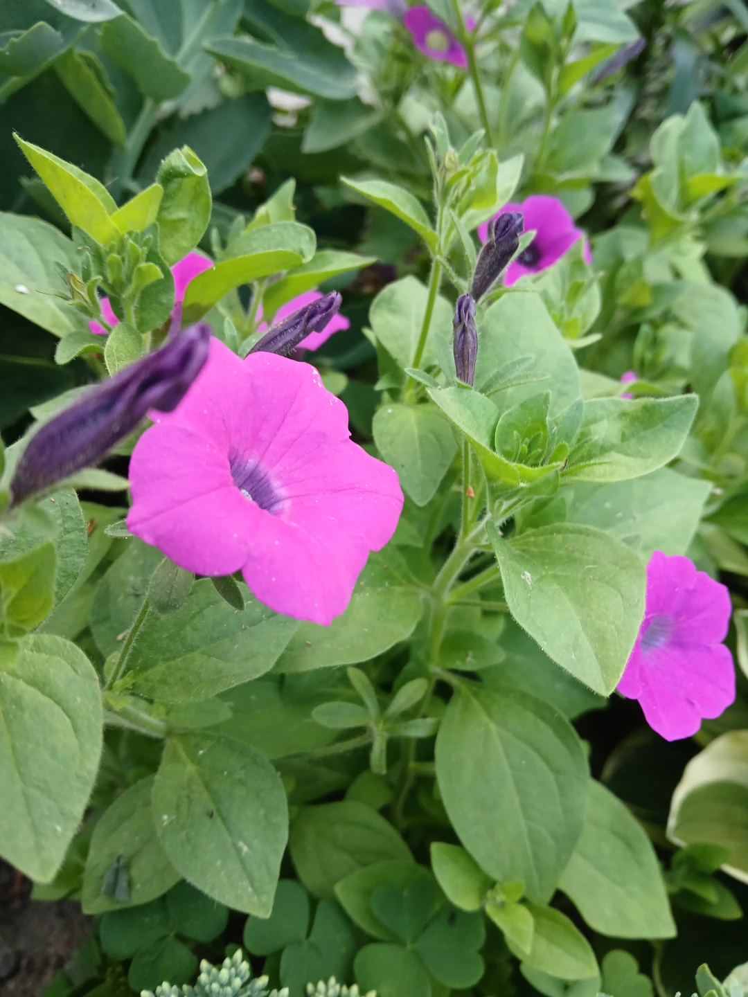 Pink Petunias - Vibrant Flowers