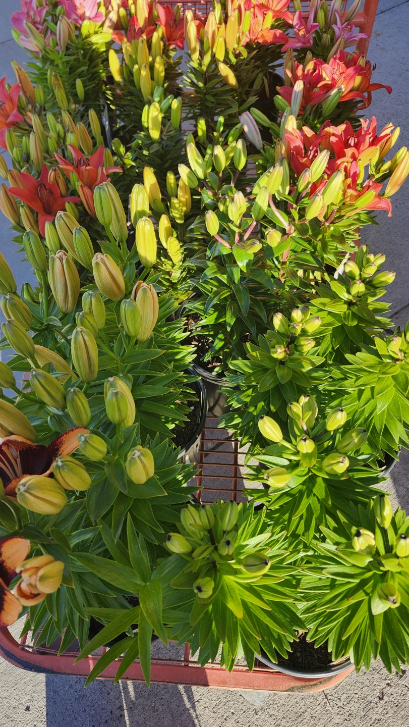 Lily plants in pots - photo 5